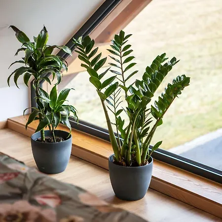 Fongrub Chalet Mýto pod Ďumbierom